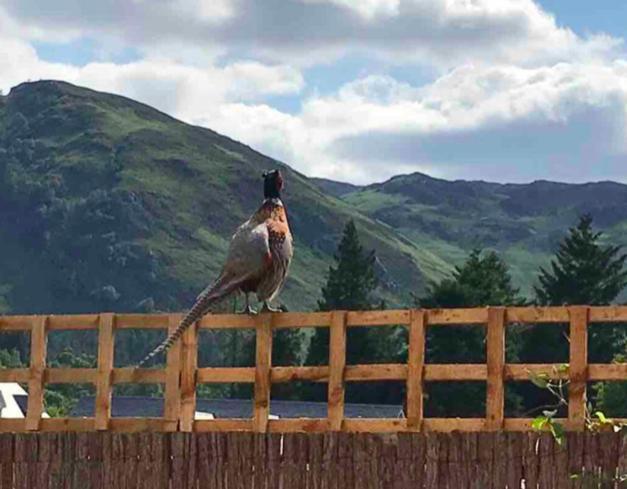 The Bothy - Your Unique Luxury Refuge Сейнт Филънс Екстериор снимка
